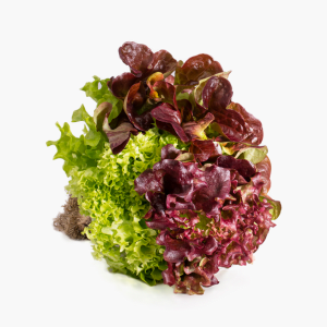 Wurzelsalat Trio 1 Stk. (Niederlande) Wurzelsalat Trio 1 Stk. (Niederlande)