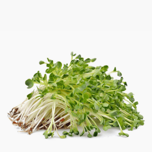 Alfalfasprossen Bio 50g (Regional, Deutschland) Alfalfasprossen Bio 50g (Regional, Deutschland)