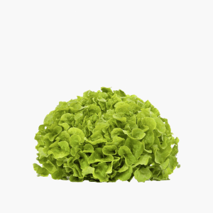 Eichblattsalat Bio Grün (Deutschland) Eichblattsalat Bio Grün (Deutschland)