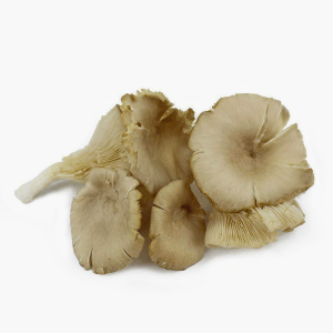 Austernpilze 200g (Polen) Austernpilze 200g (Polen)