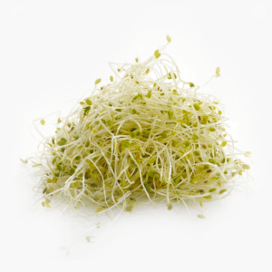 Bio Alfalfasprossen 100g (Regiona, Deutschland) Bio Alfalfasprossen 100g (Regiona, Deutschland)