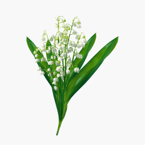 Muguet du 1er mai - 3 brins Muguet du 1er mai - 3 brins