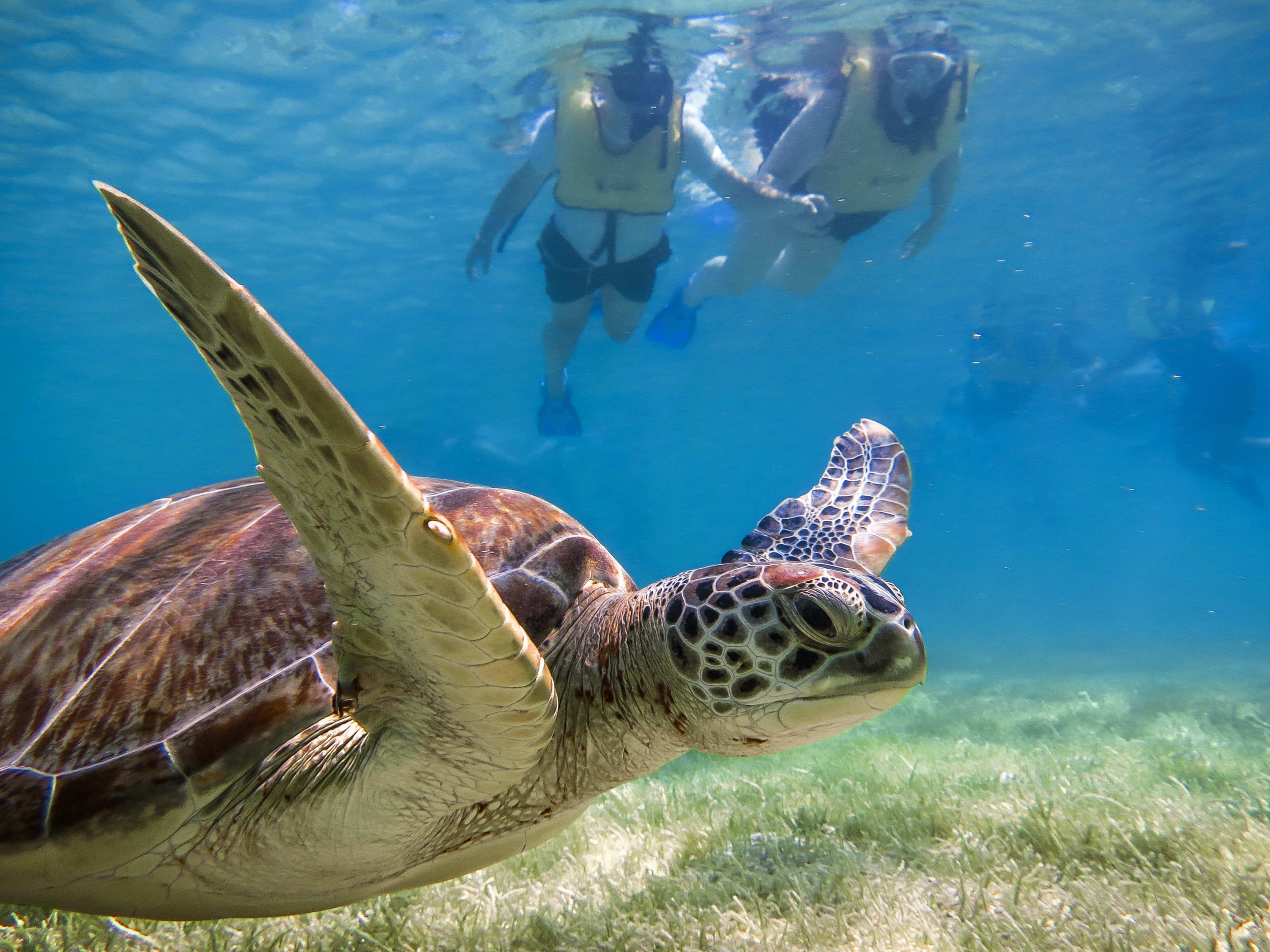 Tulum & Tortugas All Inclusive