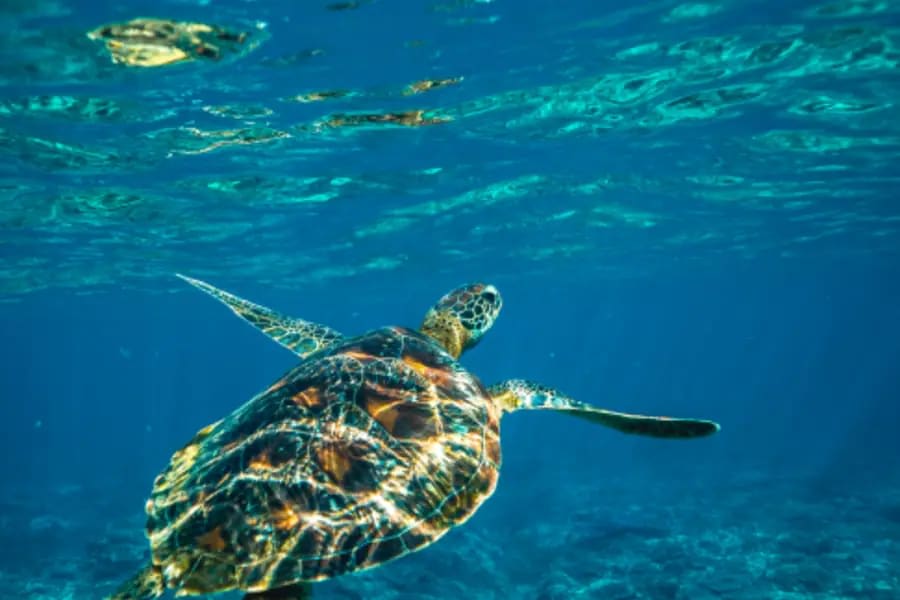 Snorkelling & hidden coves
