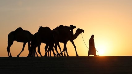 Abu Dhabi - Golf am Golf und was die Wüste noch zu bieten hat