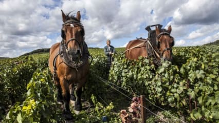 Nur erfahrene Arbeiter begleiten bei Champagne De Watère den Champagner von der Traube bis in die Flasche.(Foto: Champagne De Watère)