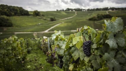 Die Vallée de la Marne, Natur pur im Herzen der Champagne. (Foto: Champagne De Watère)