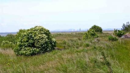 Am Anfang ist das Gelände: Ackerland, Industriebrache oder Konversionsfläche. Wenn hier ein Golfplatz entstehen soll, müssen die verschiedensten Vorgaben erfüllt werden.
(Foto: Michael F. Basche)