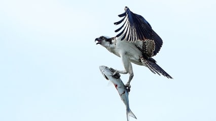 Jäger und Beute Auch einige Tierarten sind im TPC Sawgrass zu bestaunen. Beim letztjährigen Event konnte man diesen Adler beobachten, dem kurz zuvor ein Fisch zum Opfer gefallen ist.  (Foto: Getty)