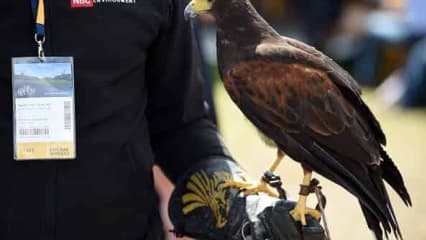 Attacken am Moving Day Zahlreiche Spieler haben sich ein Beispiel an diesem Raubvogel, der auf der Anlage des Royal Birkdale Golfclubs unterwegs war und haben Angriffe gestartet. In bester Raubvogel-Manier stürzten sich gleich mehrere Spieler auf die Birdies und Eagle und schossen ordentlich unter Par.(Foto: Getty)