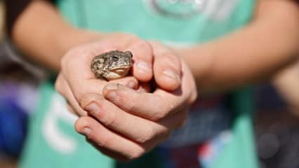 Sei kein Frosch Sicher, jeder hat vor irgendetwas Angst. Und sicherlich schämt sich auch jeder für irgendetwas in seinem Leben. Bei Peter Uihlein stehen beide Dinge in direktem Zusammenhang. Hoffentlich! So, wie er sich vor dem Tier vor ihm im Gras fürchtet, könnte man denken, da liegt eine Königskobra im Gras und will dem 25-jährigen Amerikaner den Kopf abbeißen. Doch als die Kamera immer näher kommt, stellt sich das vermeintlich tödliche Biest als sehr viel kleiner und harmloser heraus: Es ist ein Frosch.  (Foto: Getty) 