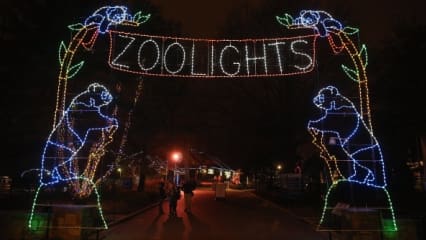 Herzlich Willkommen im Zoo! Auf den Golfplätzen dieser Welt gibt es immer wieder zahlreiche Besucher aus der Fauna, die die Golfplätze dieser Welt heimsuchen. Golf Post hat die "Zoolights", die Highlights der tierischen Besuche, zusammengestellt. Freuen Sie sich auf kuriose, süße und lustige Bilder sowie Videos. Manche sind alte Bekannte, manche haben Sie sicher noch nie gesehen.  (Foto: Getty)