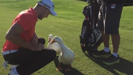 So freute sich auch Maximilian Kieffer und postete umgehend ein Bild von sich mit der Gänse-Brigade auf dem Fairway des Golfplatzes in Belek. Der Deutsche wusste nach seinen Erfahrungen der Vorjahre, wer ihn hier erwarten würde.
 (Foto: Facebook/Max Kieffer)