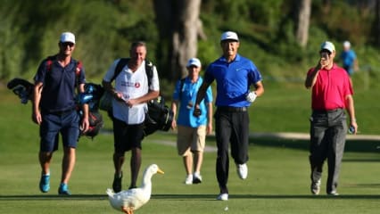 Neugierig begeben sich die Gänse des Montgomerie Maxx Royal überall auf Erkundungstour, auch wenn manch ein Spieler lieber das Duell im Sprint mit ihnen sucht.
 (Foto: Getty)