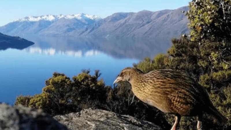 Neuseeland-Twitter-MortimerMagazin