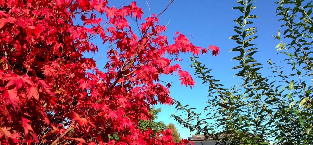 Herbst in Kitzbühel