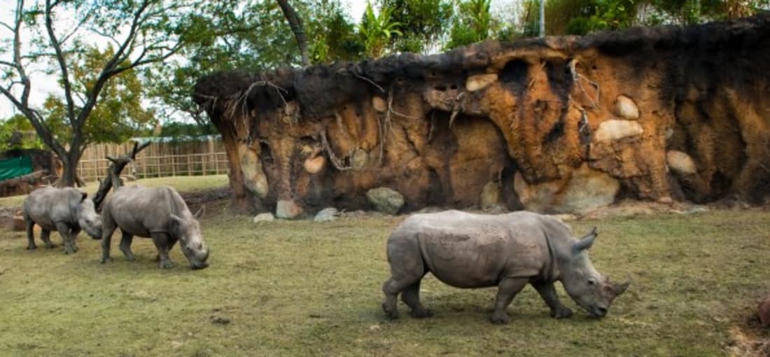 Einen Besuch des Kemah Boardwalks können Sie auch eintauschen gegen eine Stippvisite im Zoo der Stadt, welcher zu den zehn meistbesuchten Tierparks der USA gehört und über 6000 Tieren ein Zuhause gibt. Hier wird besonders viel Wert auf die Erhaltung bedrohter Tierarten gelegt wie beispielsweise des Nashorns oder der Galapagos-Schildkröte. (Foto: Greater Houston Convention & Visitors Bureau)