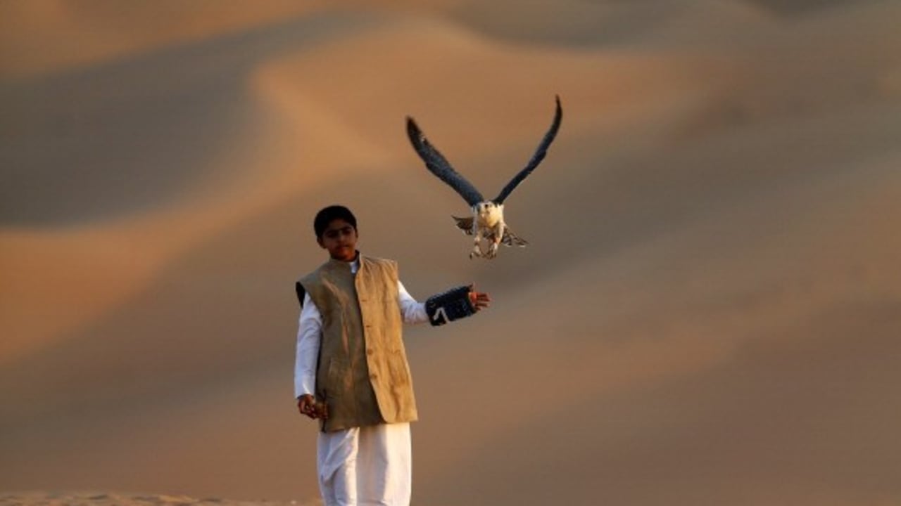 <h2>Der Flug des Falken</h2>
Majesttätisch steigt er in die Lüfte: Der Falke hat in den Vereinigten Arabischen Emiraten einen ganz besonderern Stellenwert. Er ist Wappentier, Statussymbol und wird behandelt, wie ein Familienmitglied. Ein Exemplar dieses stolzen Vogels ist gut und gerne Mal 30.000 Euro wert. Und damit sich der Luftjäger mit den scharfen Augen nicht langweilt, geht es zum Freiflug häufig in die Dünen. <br>(Foto: Getty)