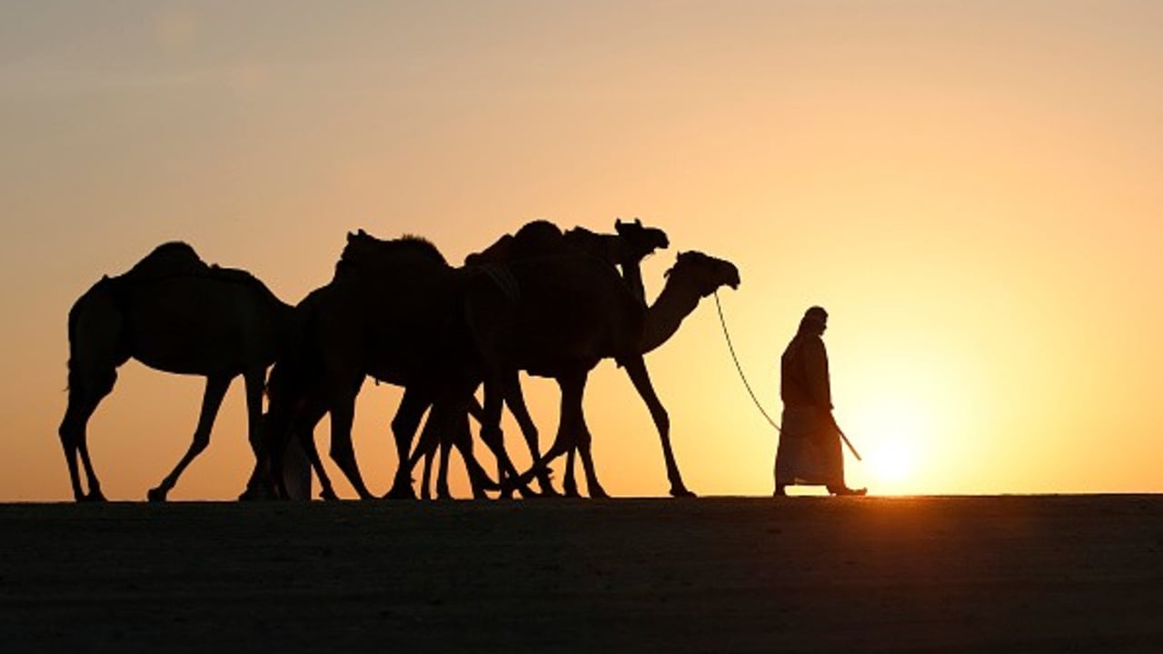 <h2>Karawanen-Romantik</h2>
Eine Kulisse wie bei Lawrence von Arabien. Wem die Wolkenkratzer der Metropole von Abu Dhabi zu schwindelerregend werden, dem bietet sich an, gemeinsam mit den arabischen Kamelen über den Dünenkamm zu ziehen. Bei den Paarhufern handelt es sich übrigens um die einhöckrige Variante - auch Dromedar genannt.<br>(Foto: Getty)