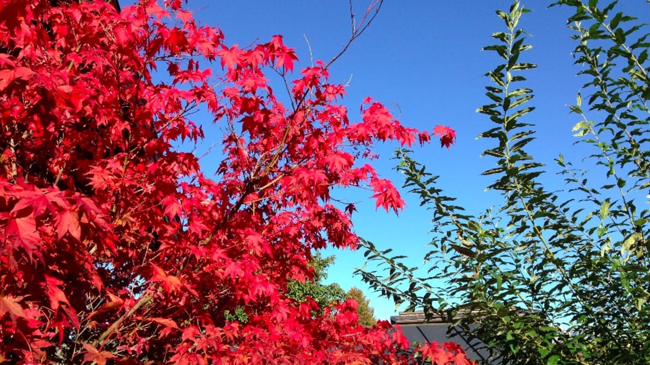 Herbst in Kitzbühel