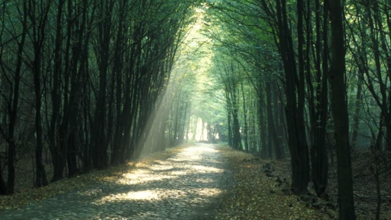 Atemberaubende Landschaften genießen in der Hahnheide bei Trittau. (Foto: Hamburg Marketing GmbH)