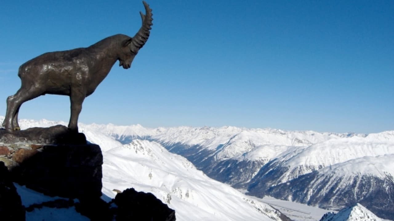 Der Steinbock am Piz Nair wacht über die Skipisten von St. Moritz (Foto: M.a.r.c.)