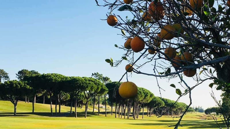 Ein Erfahrungsbericht: Golfurl...