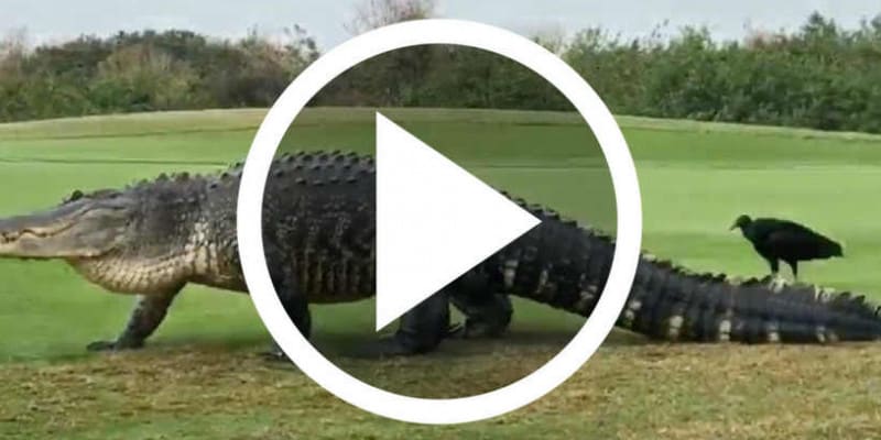 Chubbs - das Riesenkrokodil ke...