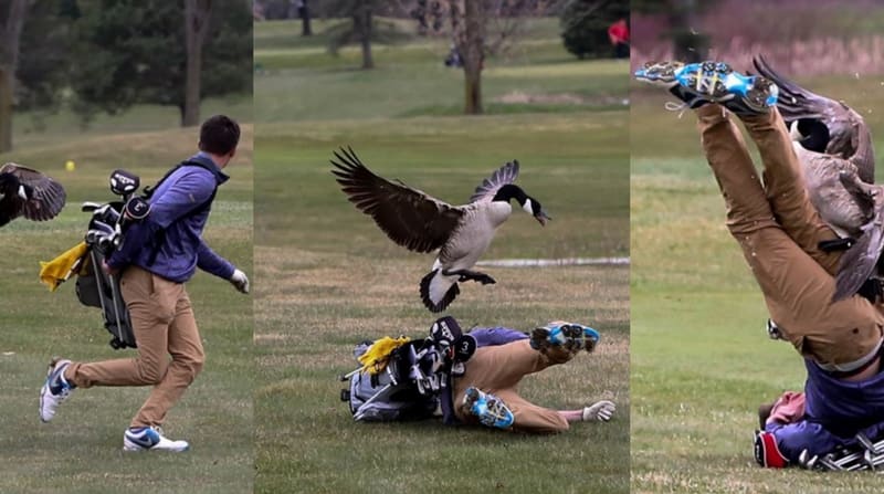 Tierischer Zwischenfall: Gans...