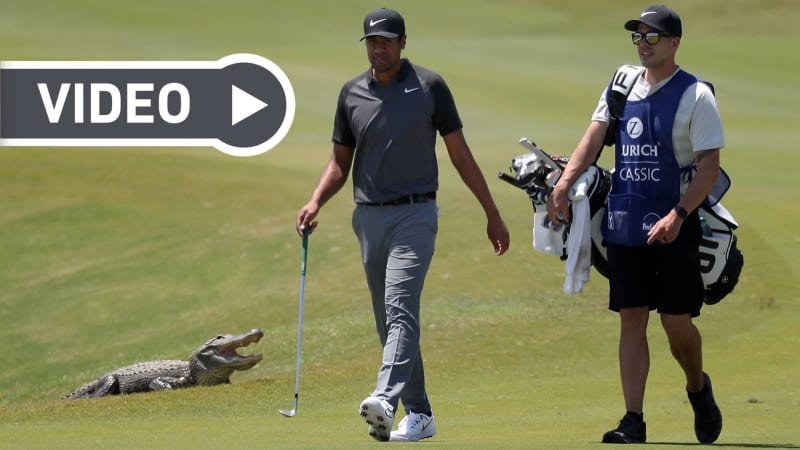 Tiere auf dem Golfplatz: Die w...