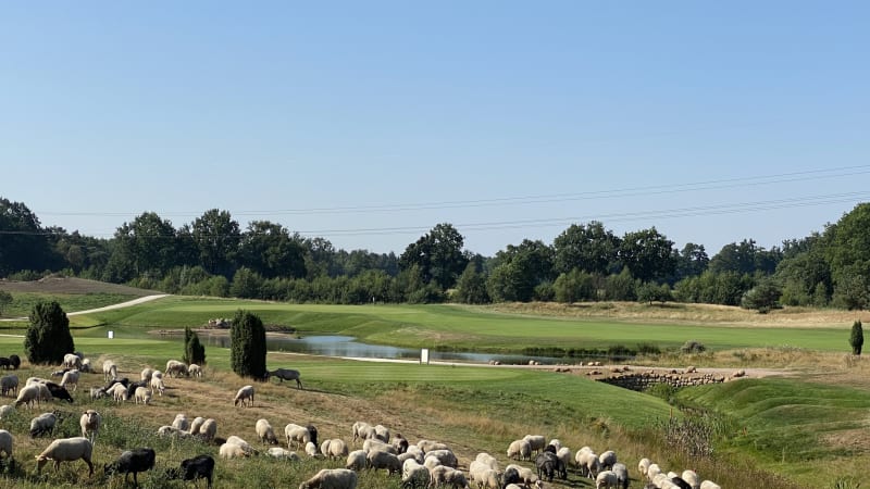 „Green Eagle Nature“: Schafe h...