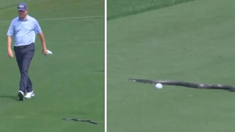 Schlange schlängelt über PGA-C...