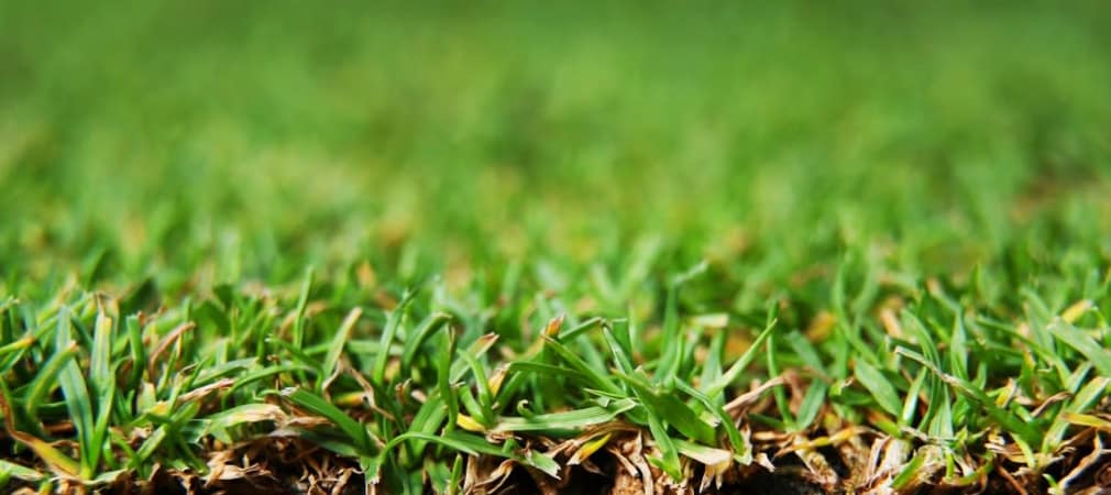 Gras