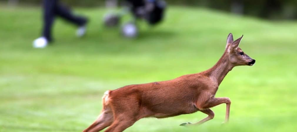 So oder so ähnlich dürfte sich in Bergisch Gladbach-Refrath auch das junge Reh Lars fühlen: Einen ganzen Golfplatz für sich und die Spieler auf ihren Runde begleiten