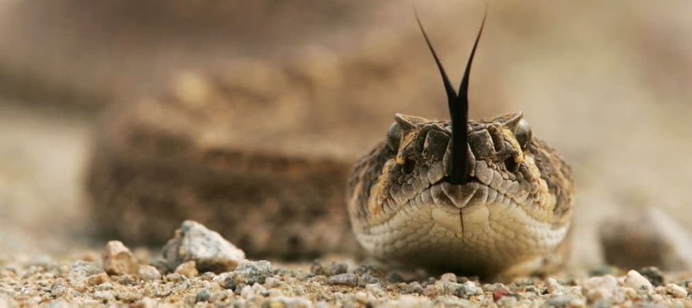 Golf Spielvariation: Snake