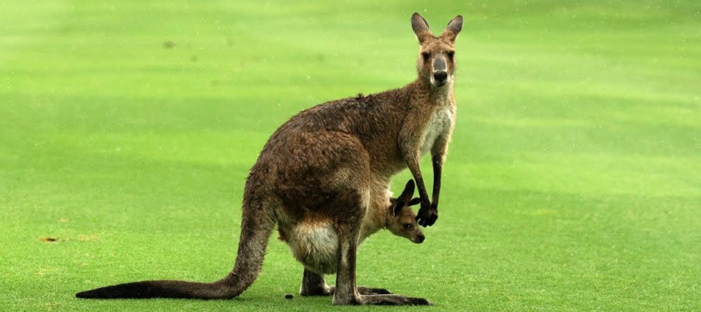 Golf-Video: Auf einem australischem Golfplatz entdeckt ein Baby-Känguru das Tanzen für sich.