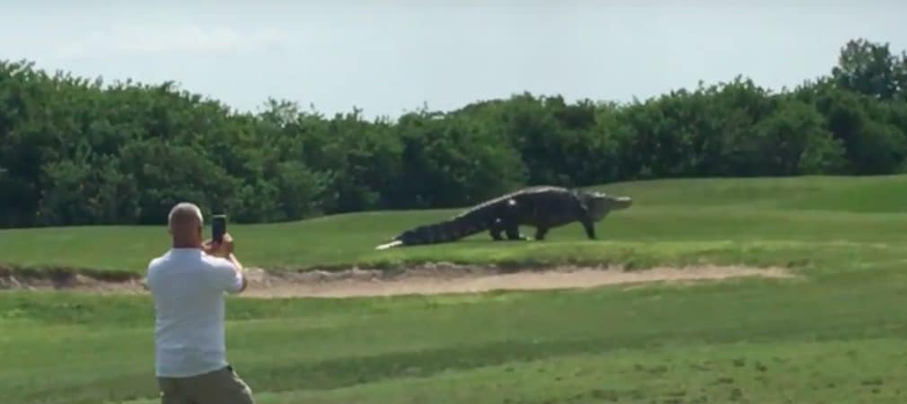 Zwar ist ein Alligator auf einem Golfplatz in Florida nichts Ungewöhnliches, Exemplare dieser Größenordnung sind allerdings selten. (Foto: Video)