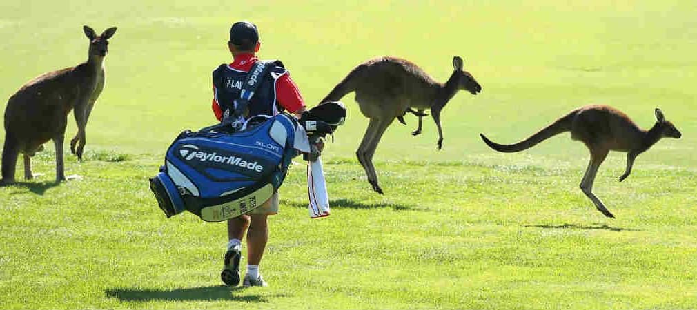 Känguru-Alarm. Diese Woche verschlägt es European Tour und LPGA nach Australien. Die Wochenvorschau. (Foto: Getty)