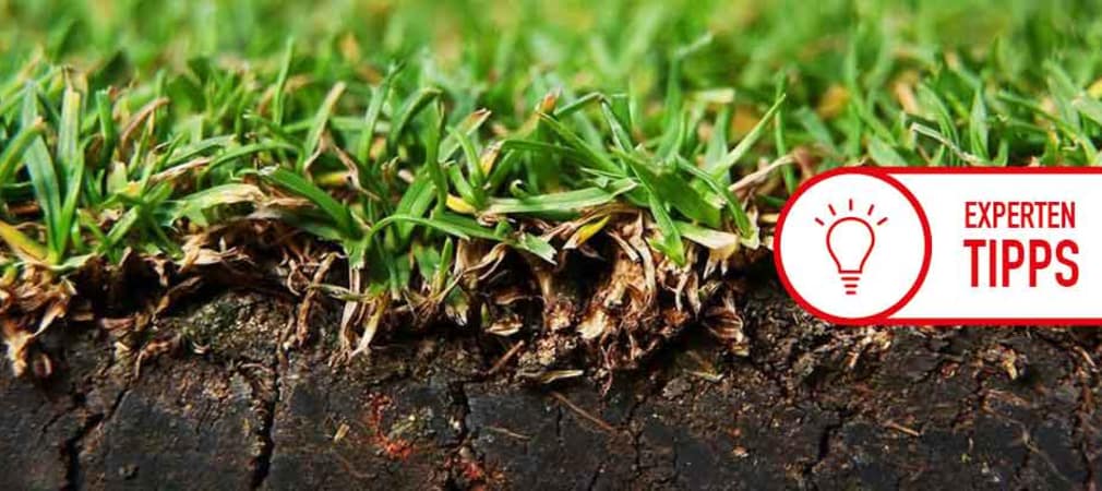 Es gibt verschiedenste Gräsersorten. Nicht jede ist für jeden Bereich des Golfplatzes geeignet. (Foto: Getty)