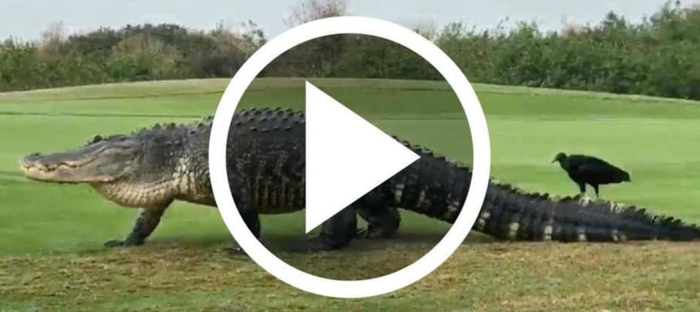 Das Riesenkrokodil Chubbs kehrt zurück auf den Golfplatz. (Foto: Facebook / Pope Golf)