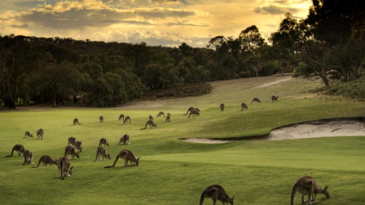 Golfplatz mit Känguruhs