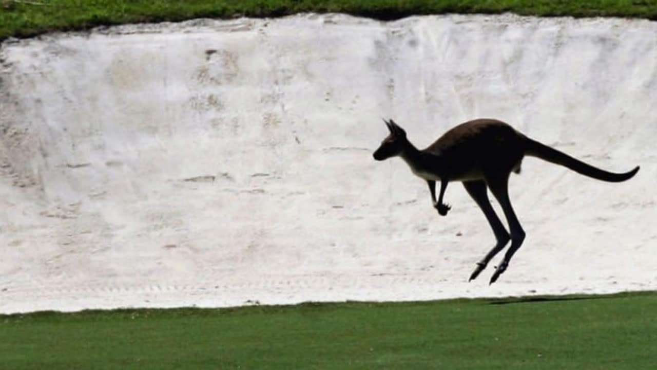 Känguruh auf Golfplatz in Australien