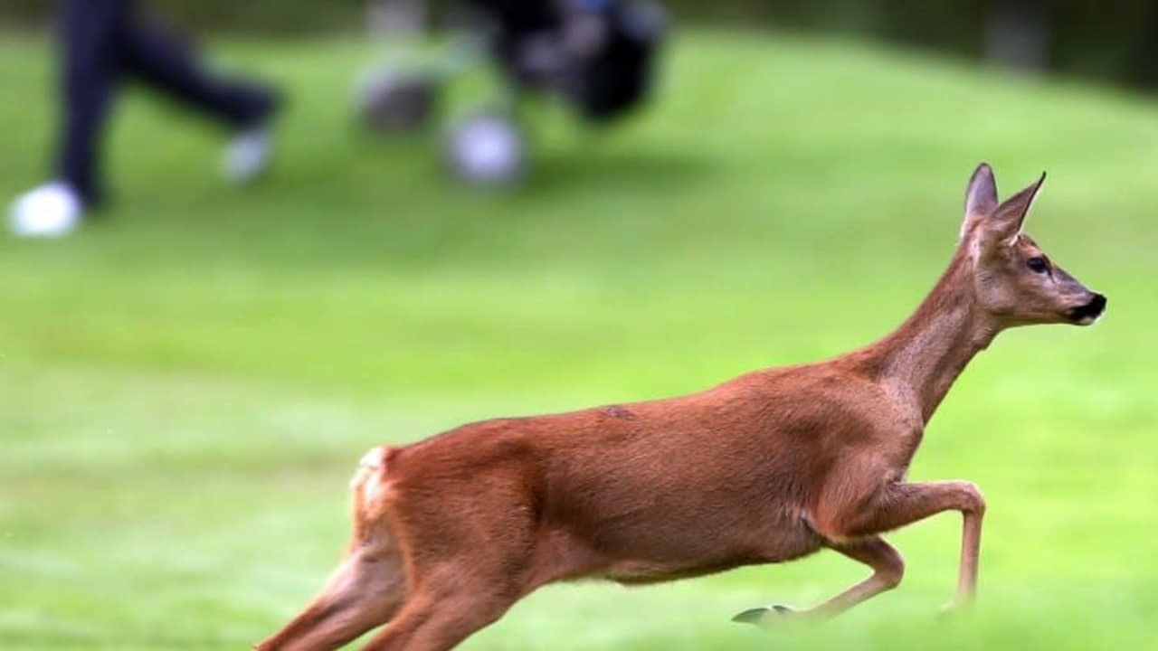 So oder so ähnlich dürfte sich in Bergisch Gladbach-Refrath auch das junge Reh Lars fühlen: Einen ganzen Golfplatz für sich und die Spieler auf ihren Runde begleiten