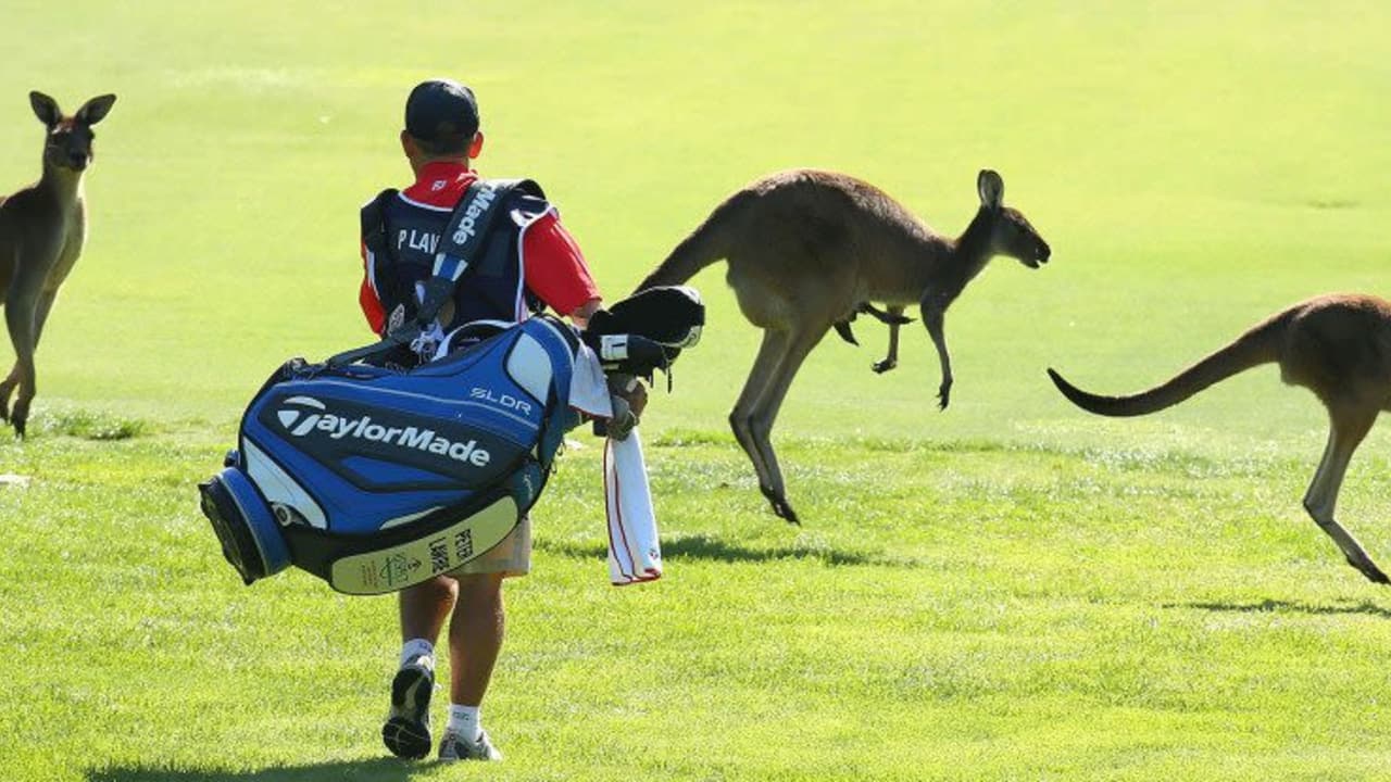 Für Caroline Masson, Ann-Kathrin Lindner und Sophia Popov kann es in Melbourne bei der ISPS Handa Women's Australian Open durchaus zu Begegnungen mit Kängurus auf dem Fairway kommen.