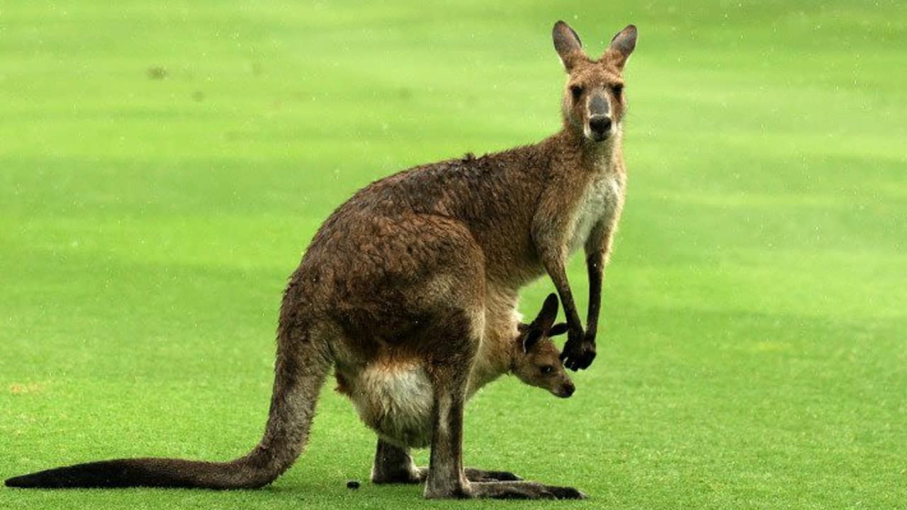 Golf-Video: Auf einem australischem Golfplatz entdeckt ein Baby-Känguru das Tanzen für sich.