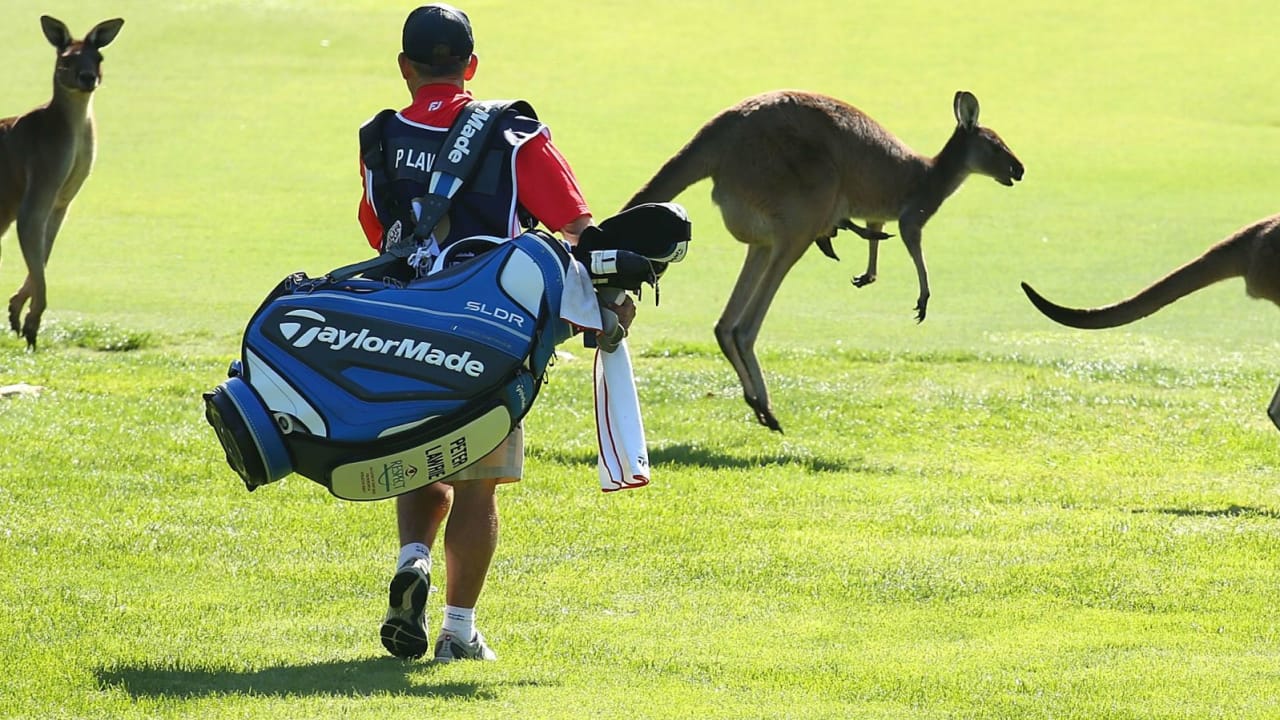 Känguru im Golf-Video
