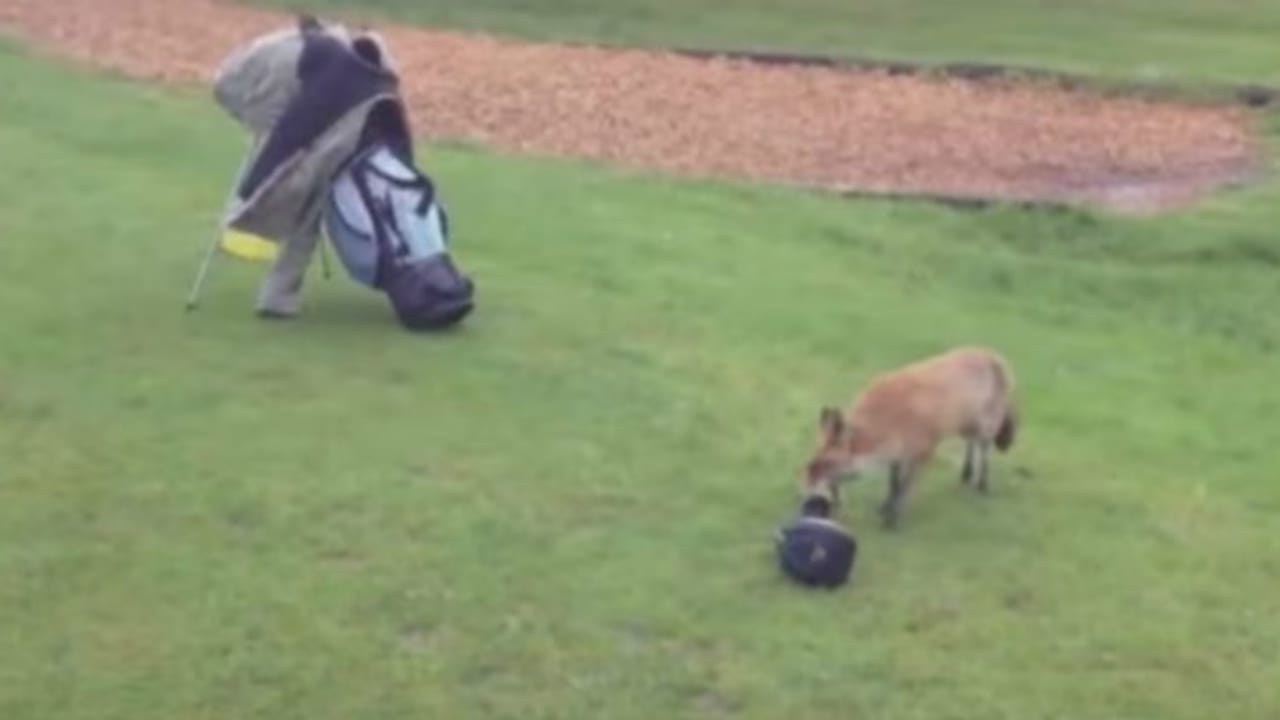 Von wegen Golf ist kein Sport! Laufen Sie erstmal hinter ein Fuchs her, der Ihnen die Schlägerhaube klaut - dreimal! (Foto: Getty)