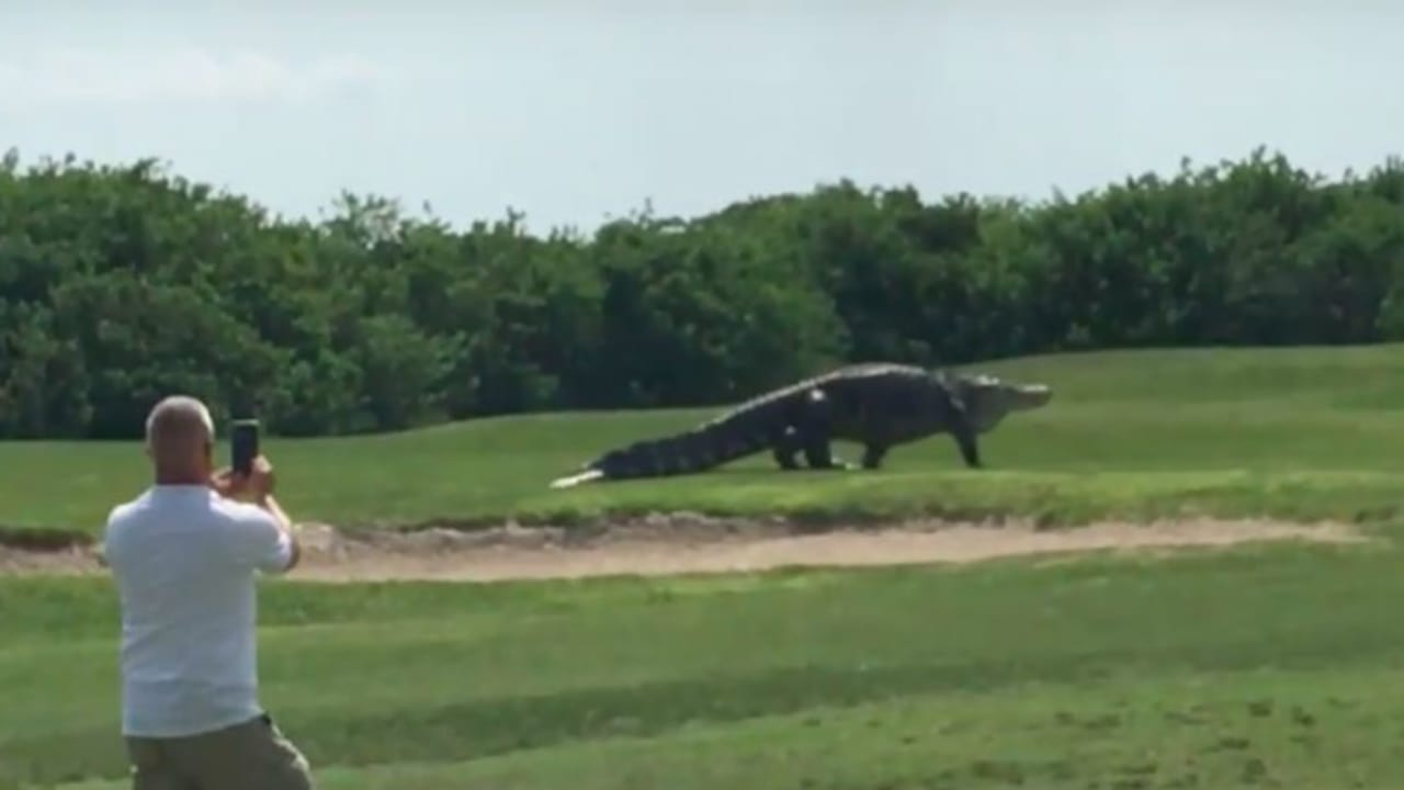 Zwar ist ein Alligator auf einem Golfplatz in Florida nichts Ungewöhnliches, Exemplare dieser Größenordnung sind allerdings selten. (Foto: Video)