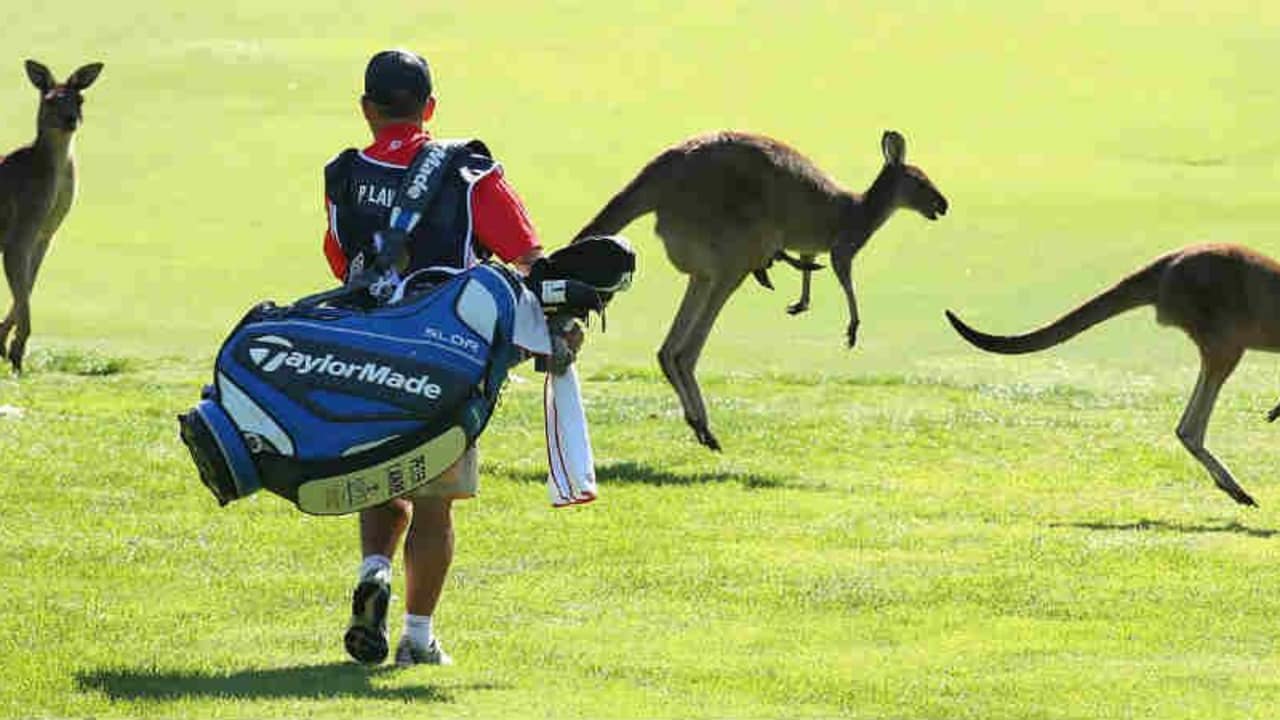 Känguru-Alarm. Diese Woche verschlägt es European Tour und LPGA nach Australien. Die Wochenvorschau. (Foto: Getty)
