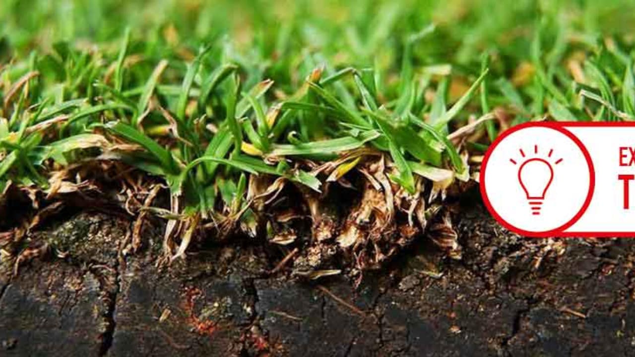 Es gibt verschiedenste Gräsersorten. Nicht jede ist für jeden Bereich des Golfplatzes geeignet. (Foto: Getty)